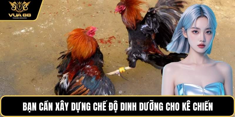 Bạn cần xây dựng chế độ dinh dưỡng cho kê chiến