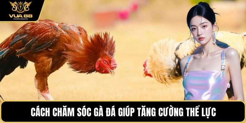 Cách chăm sóc gà đá giúp tăng cường thể lực