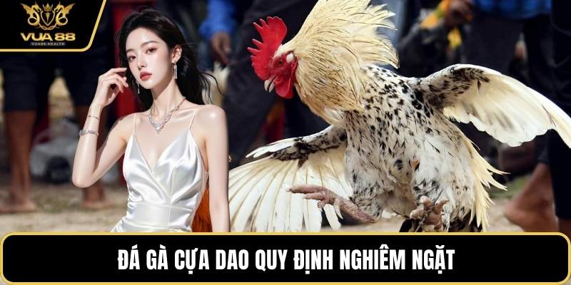 Đá gà cựa dao quy định nghiêm ngặt
