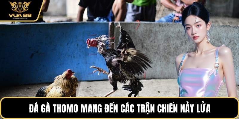 Đá gà Thomo mang đến các trận chiến nảy lửa