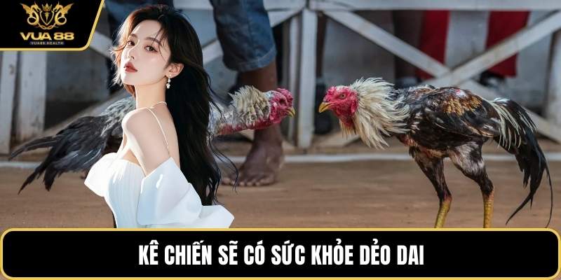 Kê chiến sẽ có sức khỏe dẻo dai